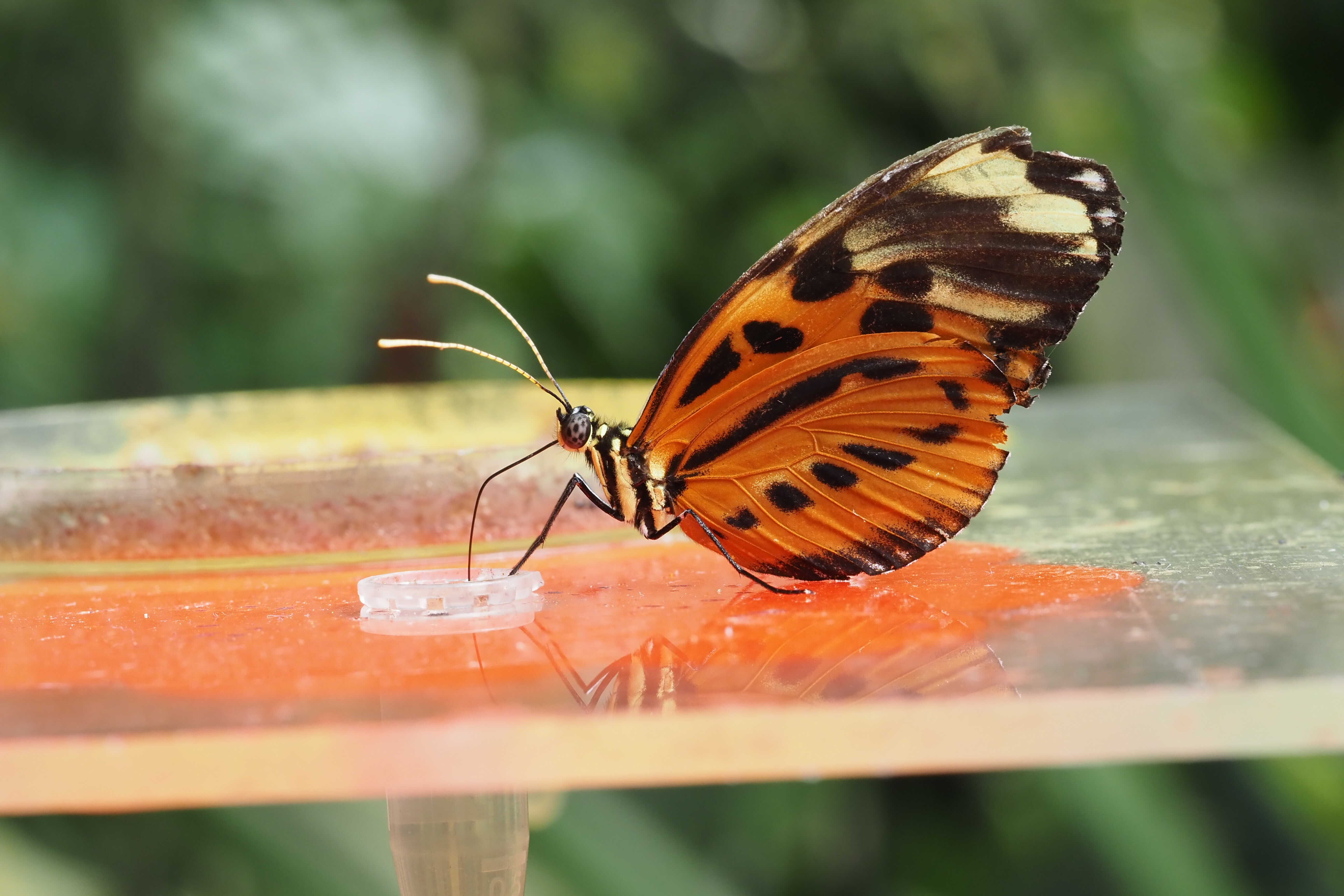 Heliconius si pamatují trasy