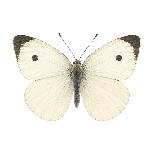 Běláskovití