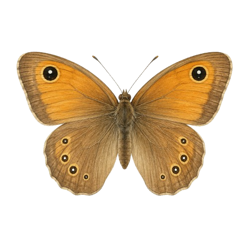 Okáčovití