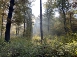 Kunratický les - Údolí Kunratického potoka – foto 2