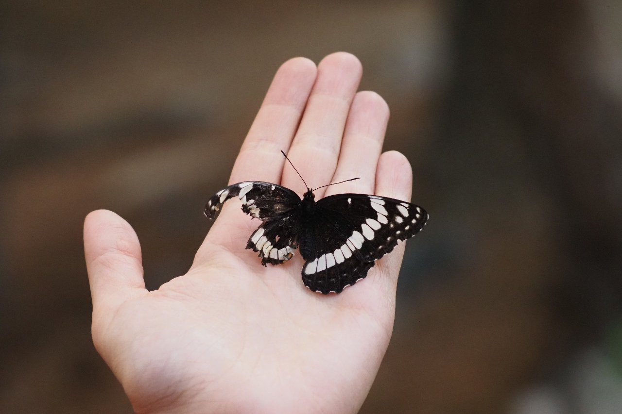Motýl s potrhanými křídly (Limenitis weidemeyerii)