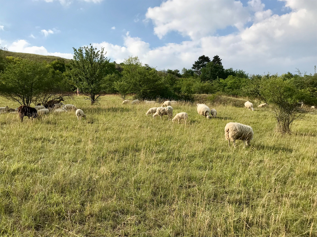 Pastva ovcí jako praktický nástroj ochrany stepních lokalit
