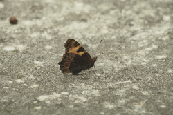 Babočka kopřivová – foto 3