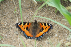 Babočka kopřivová – foto 4