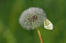 Bělásek řeřichový – foto 3