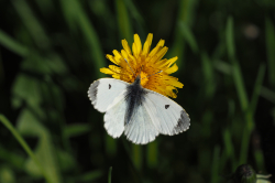 Bělásek řeřichový – foto 4