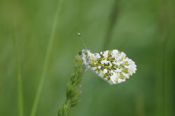 Bělásek řeřichový – foto 6