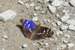 Batolec červený – foto 2