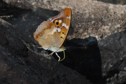 Batolec červený – foto 4