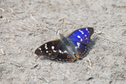 Batolec červený – foto 6