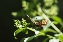 Babočka síťkovaná – foto 6