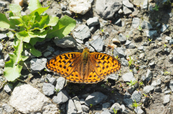 Perleťovec prostřední – foto 2
