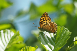 Perleťovec stříbropásek – foto 2
