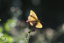 Perleťovec stříbropásek – foto 5