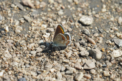 Modrásek tmavohnědý – foto 1