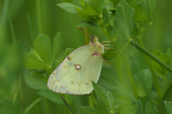 Žluťásek jižní