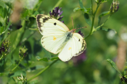 Žluťásek jižní – foto 4