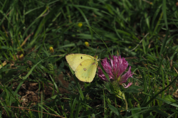 Žluťásek čičorečkový – foto 2