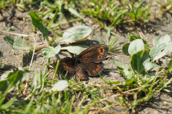 Okáč rosičkový – foto 2