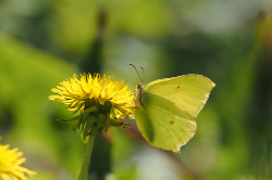 Žluťásek řešetlákový – foto 2