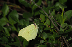 Žluťásek řešetlákový – foto 5