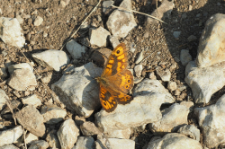 Okáč zední – foto 5