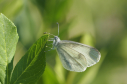 Bělásek luční – foto 1