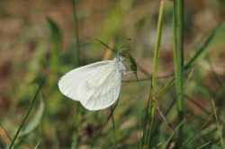 Bělásek luční – foto 2
