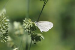 Bělásek luční – foto 3
