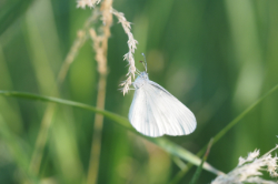 Bělásek luční – foto 4
