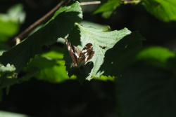 Bělopásek dvouřadý – foto 3