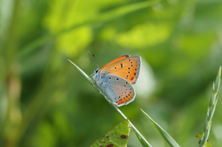 Ohniváček černočárný – foto 3