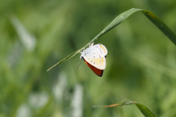 Ohniváček černočárný – foto 5