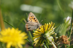 Ohniváček černokřídlý – foto 1
