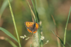 Ohniváček černokřídlý – foto 2