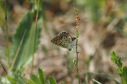 Ohniváček černoskvrnný – foto 2
