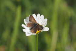 Ohniváček černoskvrnný – foto 3