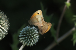 Okáč luční – foto 5