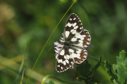 Okáč bojínkový – foto 3
