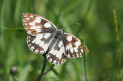 Okáč bojínkový – foto 6