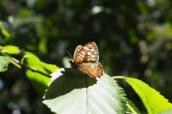 Okáč pýrový – foto 6
