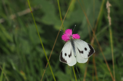 Bělásek zelný – foto 2