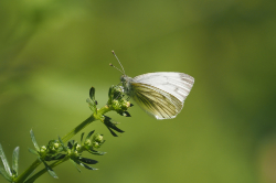Bělásek řepkový – foto 1
