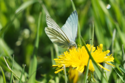 Bělásek řepkový – foto 2