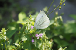 Bělásek řepkový – foto 6