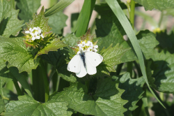 Bělásek řepový – foto 1