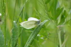 Bělásek řepový – foto 2