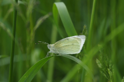 Bělásek řepový – foto 3