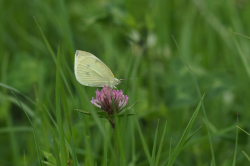 Bělásek řepový – foto 5