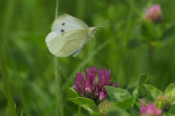 Bělásek řepový – foto 6